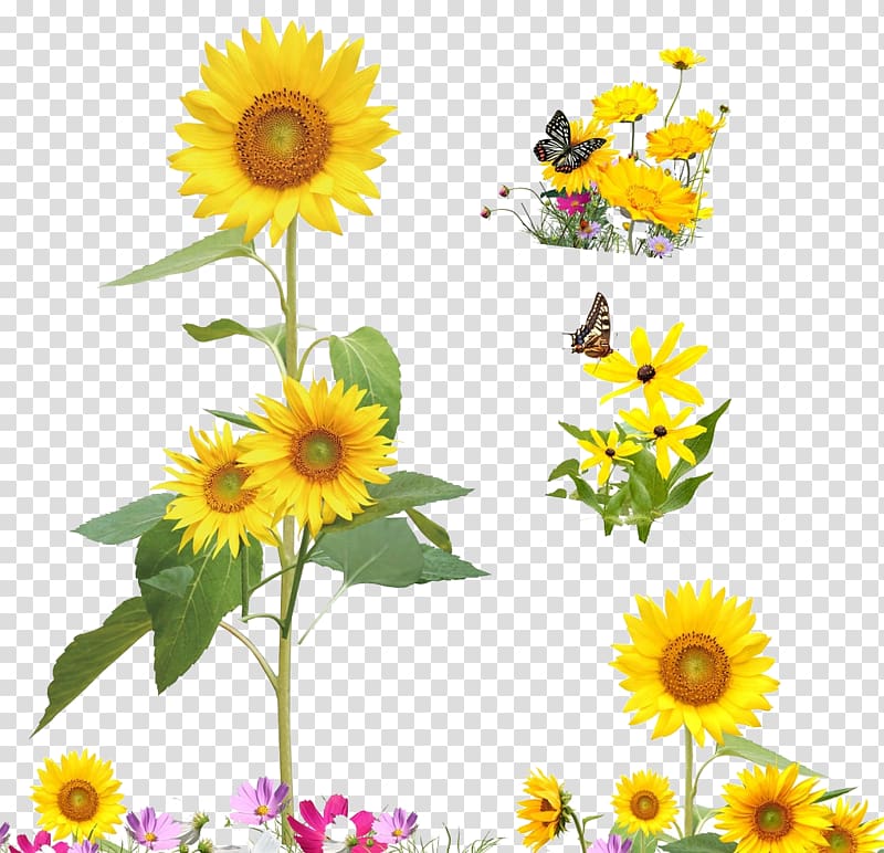 Common sunflower Cartoon Illustration, Yellow sunflowers transparent background PNG clipart