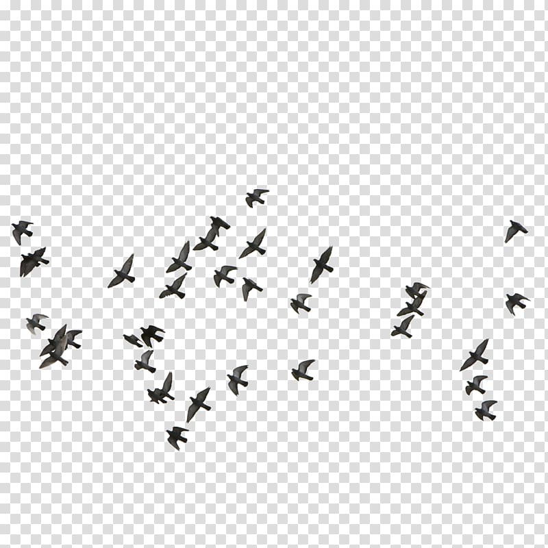feige,flocks of birds flying transparent background PNG clipart