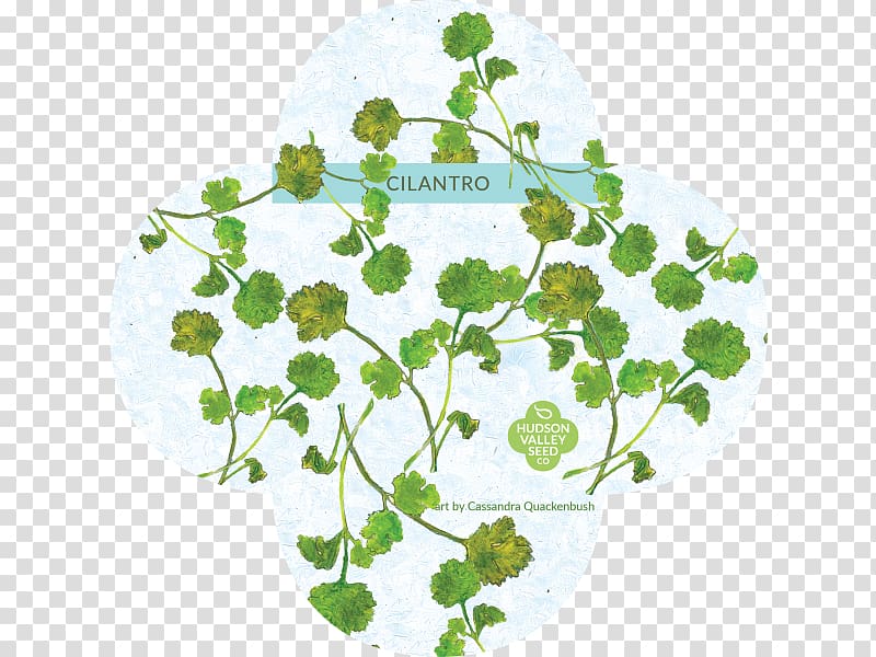 Hudson Valley Seed Company Video Common sunflower, parsley and cilantro transparent background PNG clipart