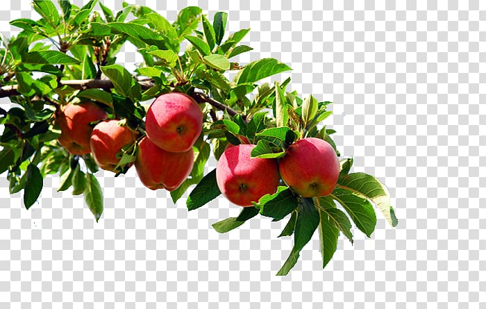 apple tree transparent background PNG clipart