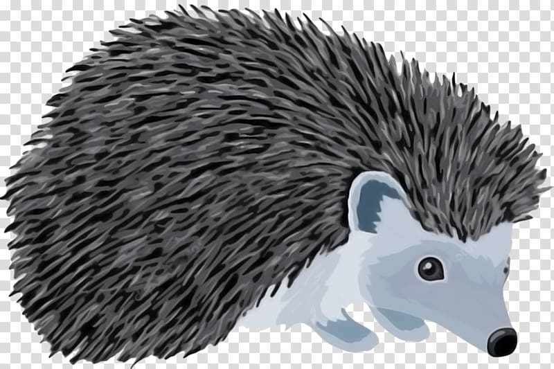 Domesticated hedgehog Porcupine Echidna Illustration, hedgehog transparent background PNG clipart