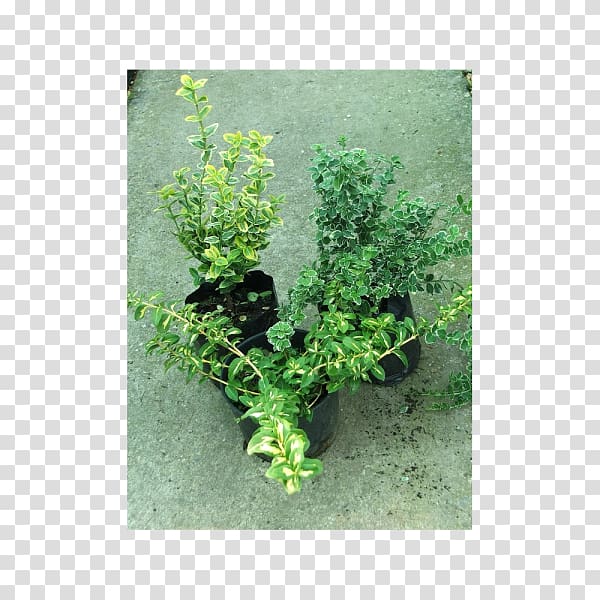 Herb Flowerpot Shrub, euonymus transparent background PNG clipart