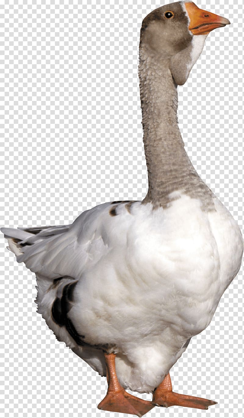 Goose Duck, Goose transparent background PNG clipart