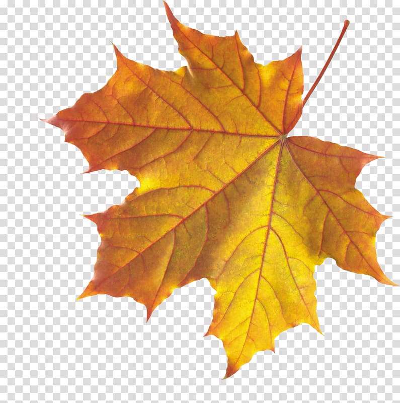 Autumn leaf color , watercolor leaves transparent background PNG clipart