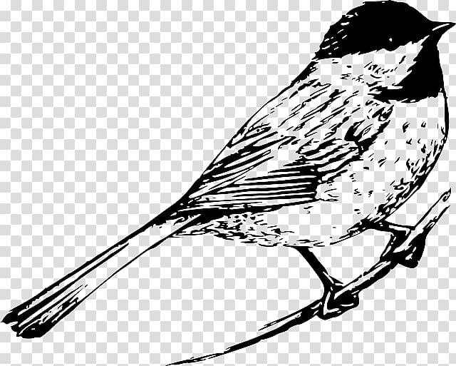 Bird Drawing Line art , capped transparent background PNG clipart