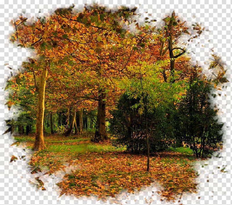 Autumn Tree Landscape, autumn transparent background PNG clipart