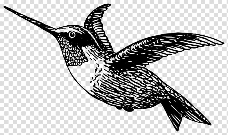Drawing Hummingbird Coloring book , BIRD ARTIS WORK transparent background PNG clipart