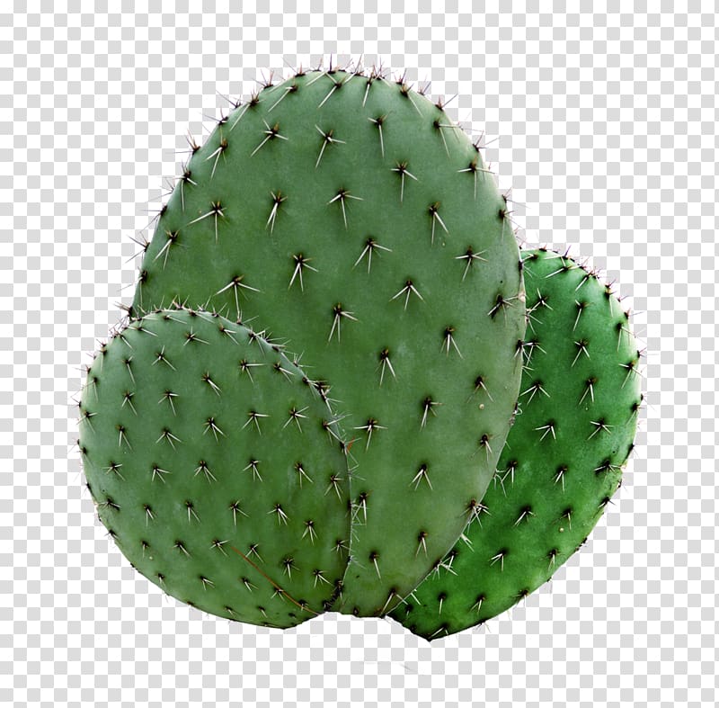 Succulent plant Echinopsis oxygona Garden Houseplant, Green cactus material without matting transparent background PNG clipart