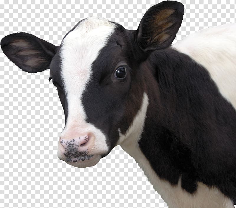 Calf Dairy cattle Eid al-Adha Bayram, cows transparent background PNG ...
