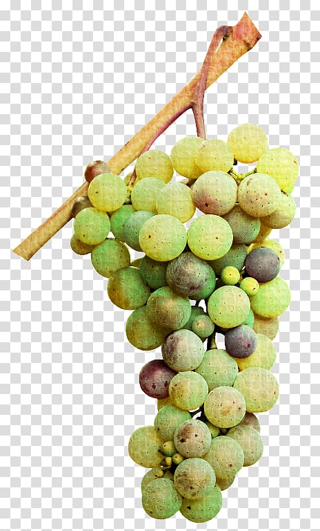 Sultana Verjuice Seedless fruit Grape seed extract, grape transparent background PNG clipart