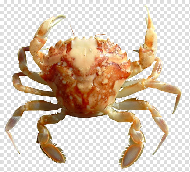 Dungeness crab Freshwater crab King crab Animal, crab transparent background PNG clipart