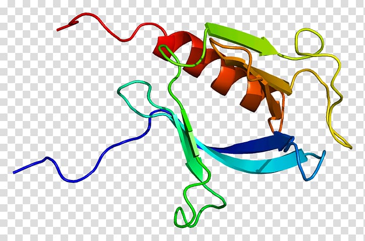 PLEKHB2 Protein Pleckstrin homology domain Gene, transparent background PNG clipart