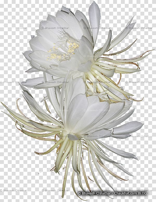 Large-flowered cactus Epiphyllum Cactaceae Daisy family Common daisy, lord brama transparent background PNG clipart