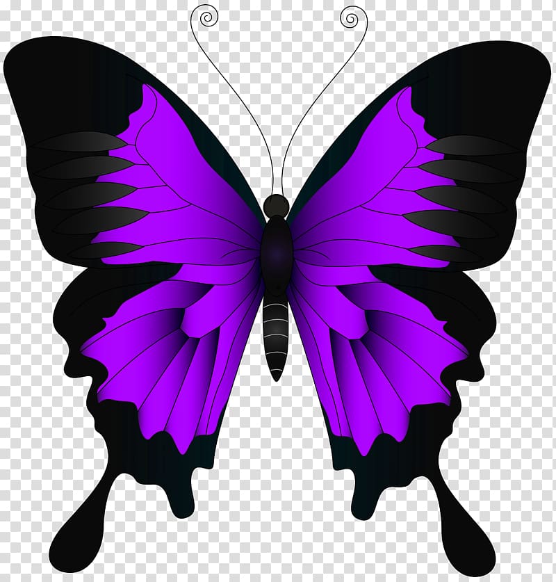 purple and black swallowtail butterfly illustration, Butterfly High-definition video , Purple Butterfly transparent background PNG clipart