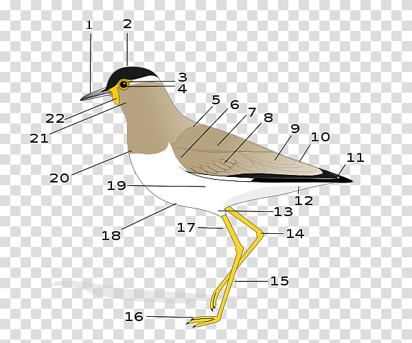 Bird anatomy Organ Morphology, Bird transparent background PNG clipart