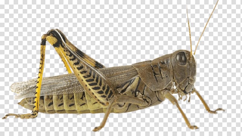 brown and black grasshopper art, Violet-winged grasshopper Insect Cricket Locust, grasshopper transparent background PNG clipart