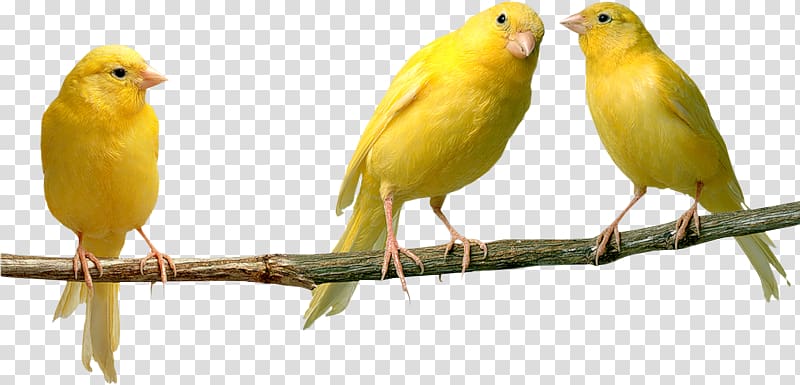 Domestic canary Bird Parrot Yellow canary Finches, Bird transparent background PNG clipart