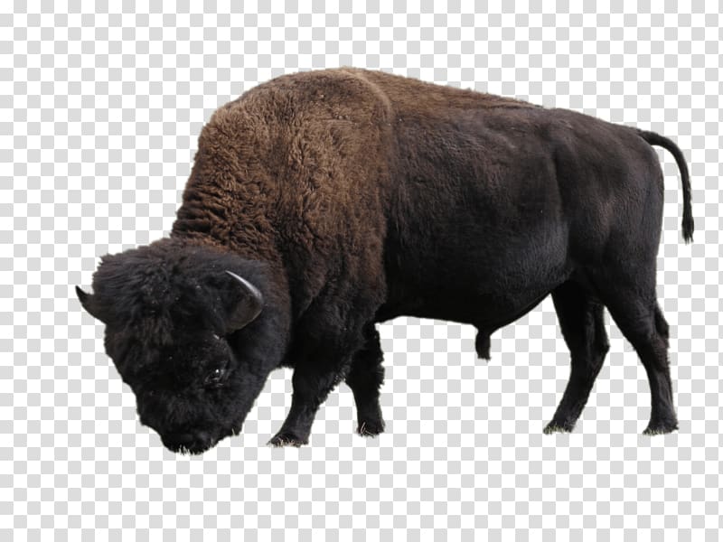 Elk Island National Park Wood Buffalo National Park American bison, bison transparent background PNG clipart