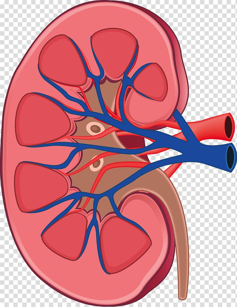 Kidney Anatomy Human body Physiology Retroperitoneal space, kidneys transparent background PNG clipart