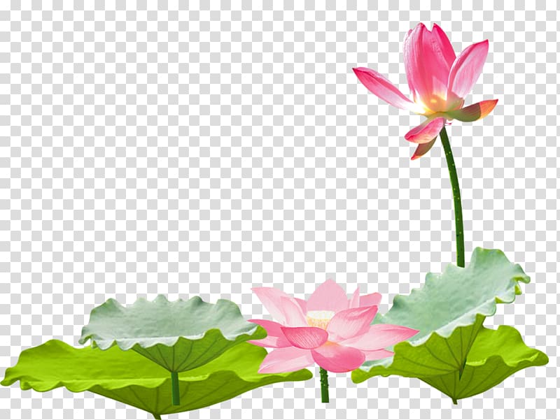 Nelumbo nucifera Leaf Software, Summer lotus some beautiful scenery transparent background PNG clipart