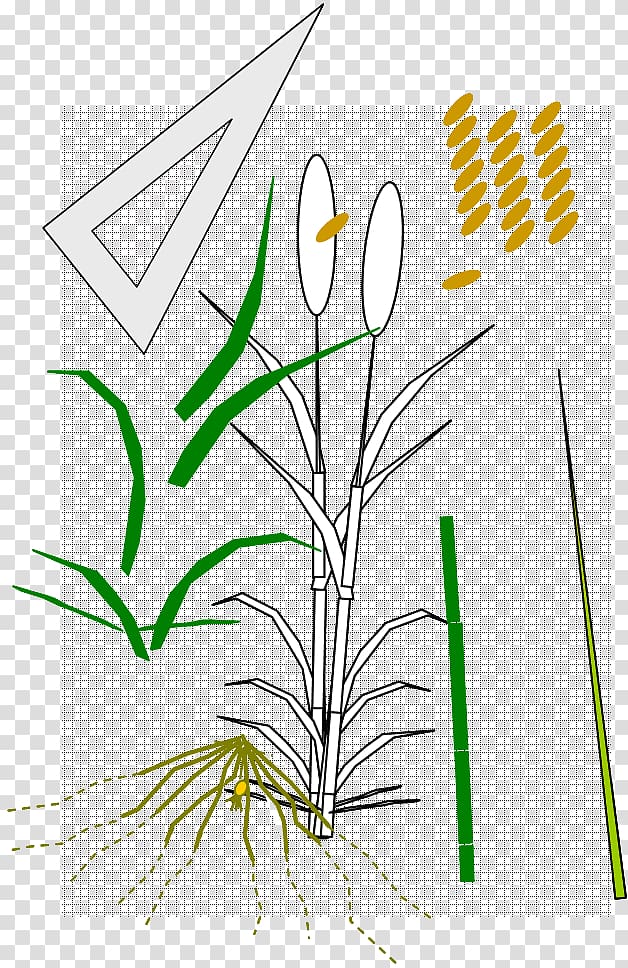 Art Graphic design, Wheat Fealds transparent background PNG clipart