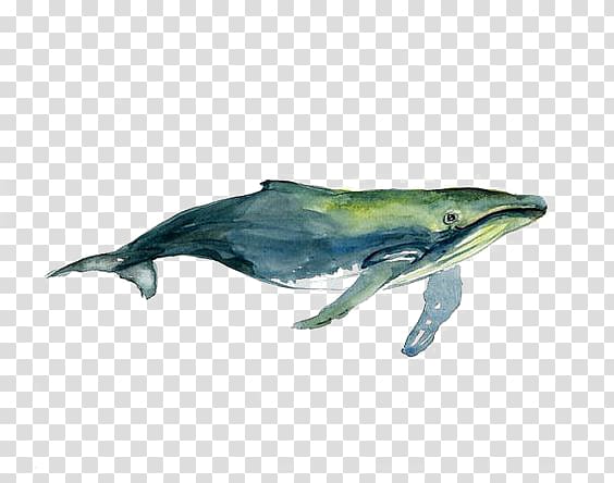green whale illustration, Tucuxi Humpback whale Watercolor painting Drawing, Watercolor Whale transparent background PNG clipart
