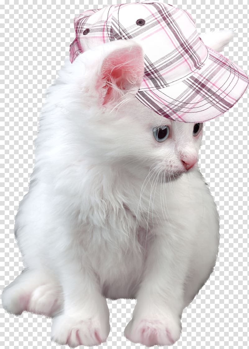 Kitten Cat High-definition television 1080p , Hat kitten transparent background PNG clipart
