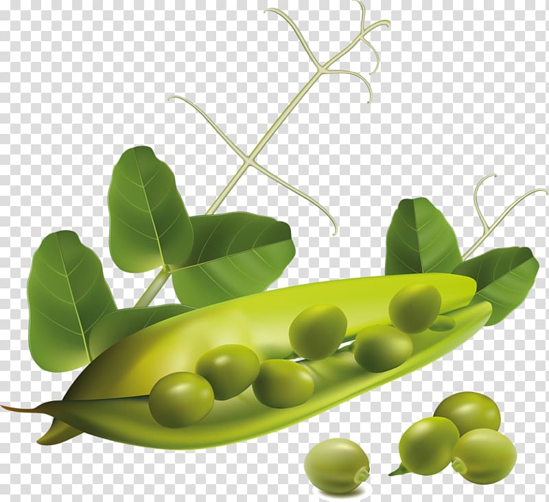 Snap pea Vegetable , pea transparent background PNG clipart