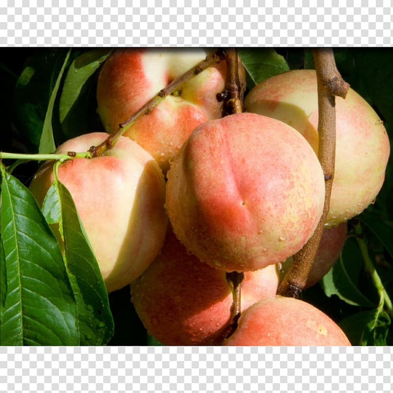 Apricot Saturn Peach Fruit tree Nectarine, apricot transparent background PNG clipart
