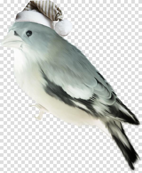 Bird Winter , Hat bird transparent background PNG clipart