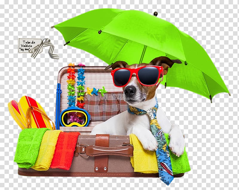 Vacation Jack Russell Terrier Puppy Pet Holiday, Vacation transparent background PNG clipart