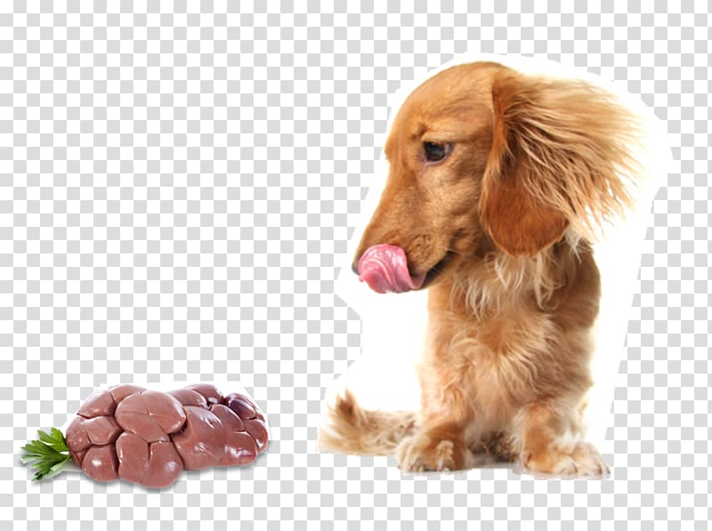 Raw foodism Dog Food Cat Raw feeding, self-control transparent background PNG clipart