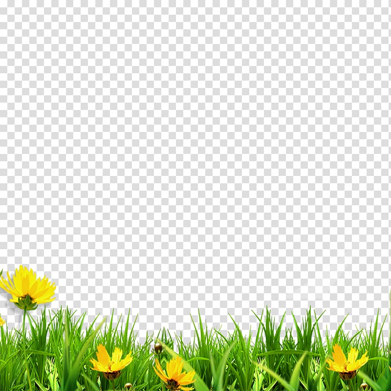 yellow sunflowers , , Meadow transparent background PNG clipart