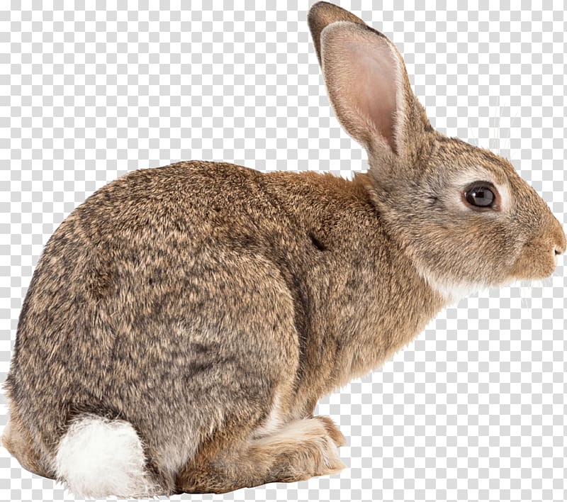 Flemish Giant rabbit Easter Bunny Californian rabbit Angora rabbit Hare, Rabbit transparent background PNG clipart