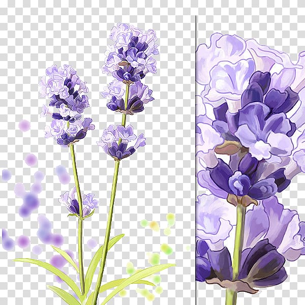 Hyacinthus orientalis Purple Cartoon, Purple lavender transparent background PNG clipart