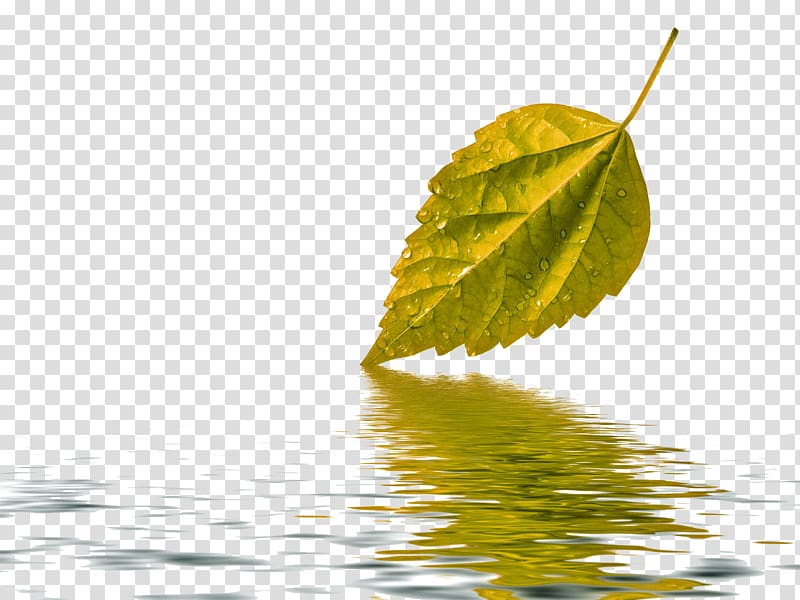 Water Paper Leaf Green , Autumn leaves transparent background PNG clipart