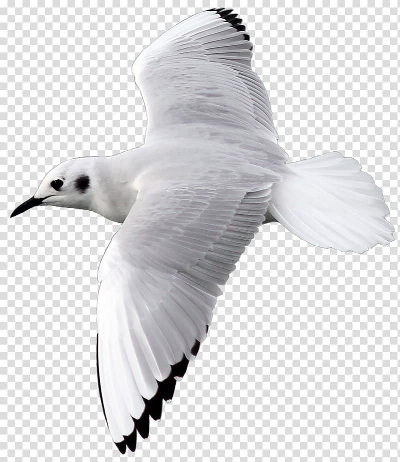 European Herring Gull Great black-backed gull Gulls Bird, Bird transparent background PNG clipart