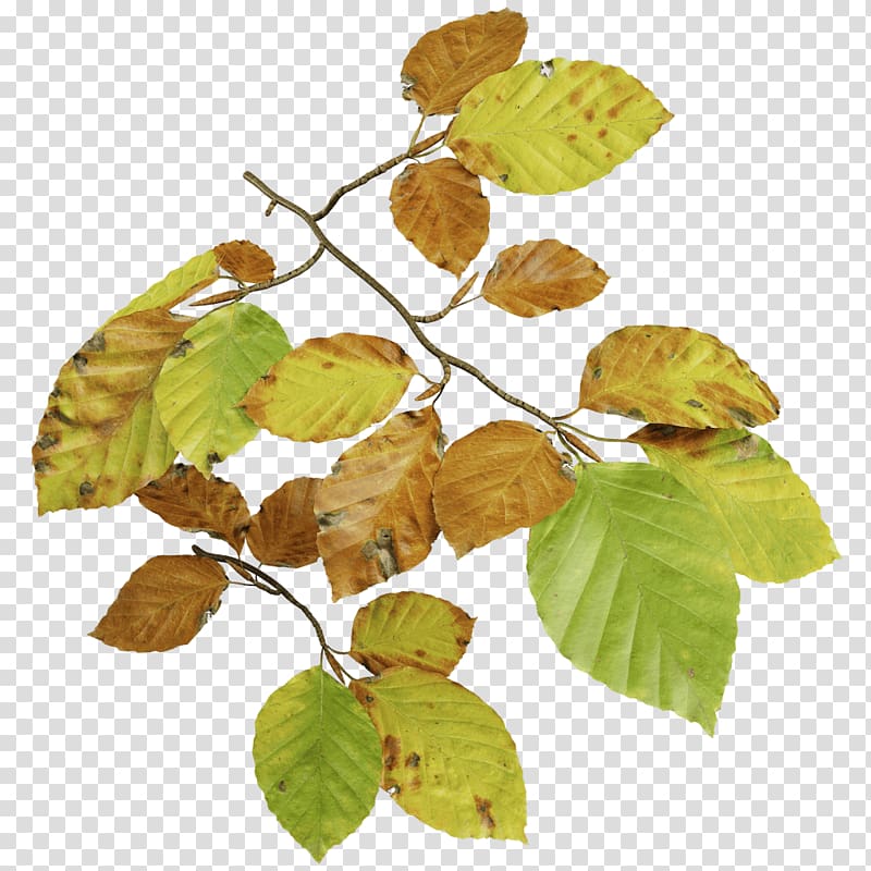 Leaf Deciduous, beech tree transparent background PNG clipart