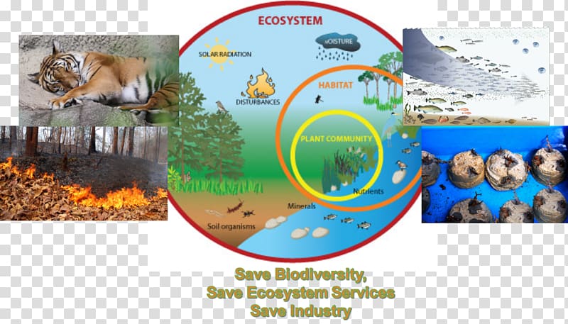 Marine ecosystem Diagram Food chain Ecology, natural environment transparent background PNG clipart