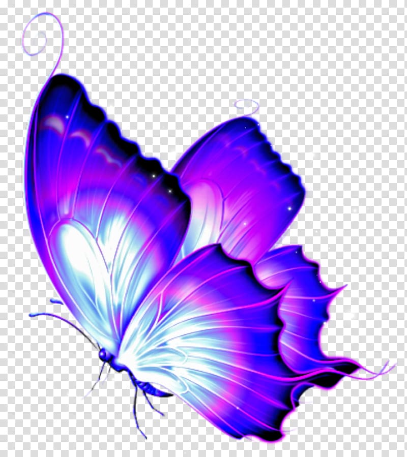 Butterfly Butterflies & Dragonflies: A Site Guide Portable Network Graphics, butterfly transparent background PNG clipart