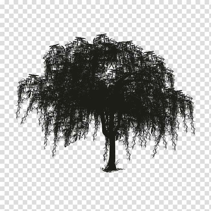 Tree Spanish moss Woody plant Silhouette, oak transparent background PNG clipart