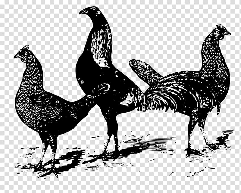 Plymouth Rock chicken Chicken curry Poultry , Chicken Black And White transparent background PNG clipart