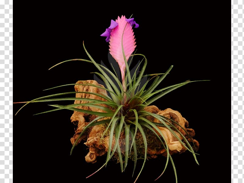 Bromeliads Pink quill Flower Tillandsia stricta Orchids, flower transparent background PNG clipart