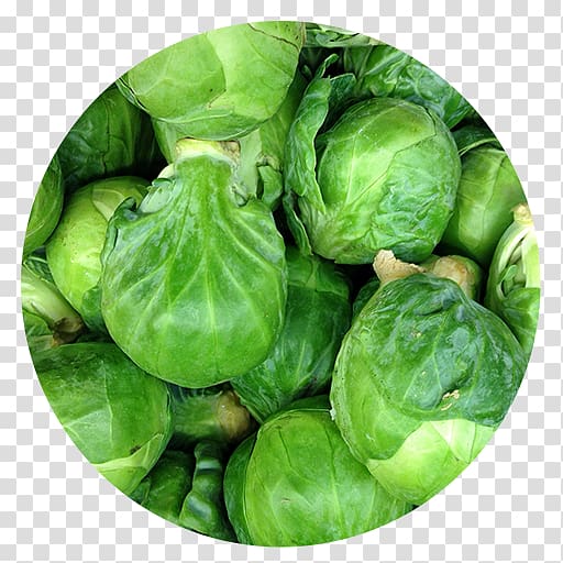 Brussels sprout Cabbage Collard greens Spring greens, Brussels Sprouts transparent background PNG clipart