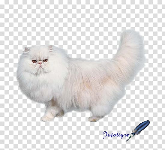 Persian cat Asian Semi-longhair British Semi-longhair Cymric Napoleon cat, Chat Log transparent background PNG clipart
