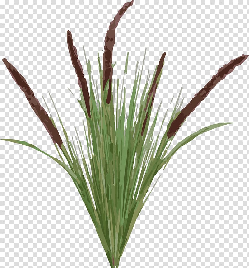 Typha latifolia Plant Tail Grasses, tail transparent background PNG clipart