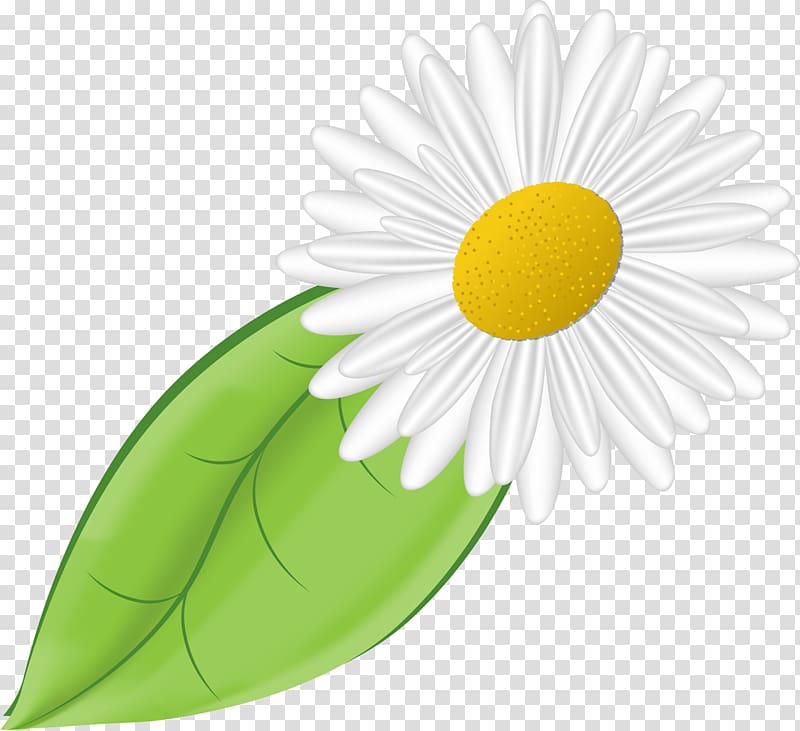 Daisy family German chamomile Flower, camomile transparent background PNG clipart