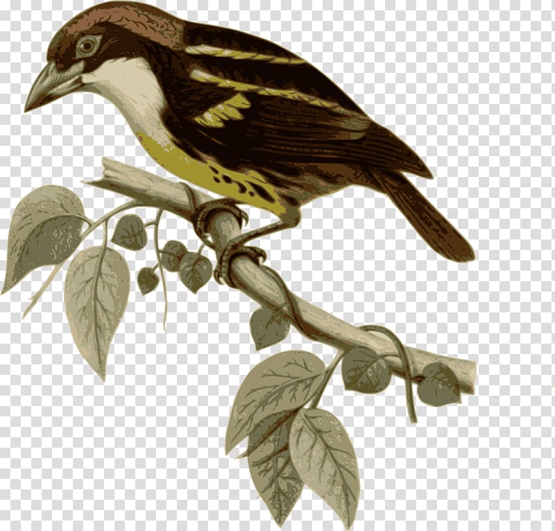 Bird Five-colored barbet New World barbet Finch Animal, feather transparent background PNG clipart