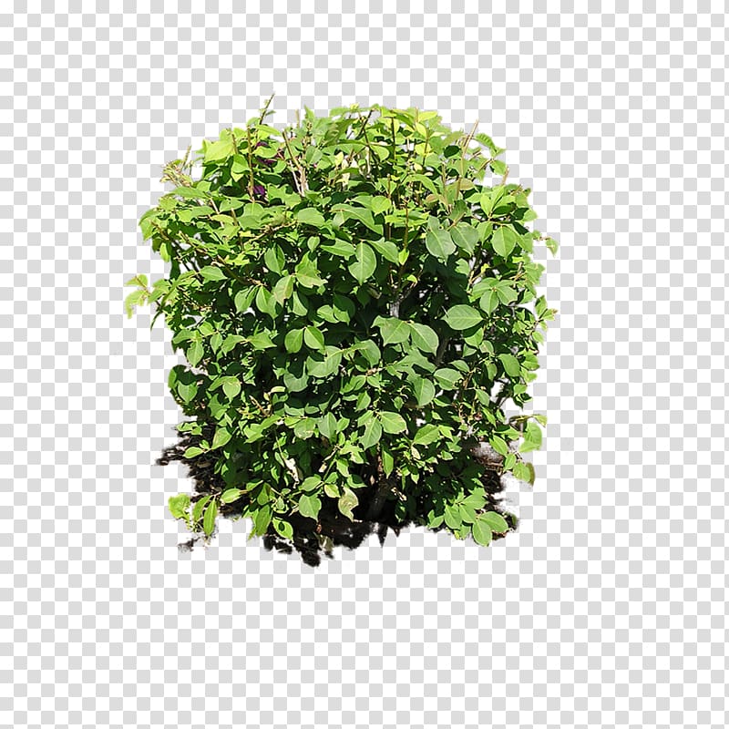 shrub transparent background