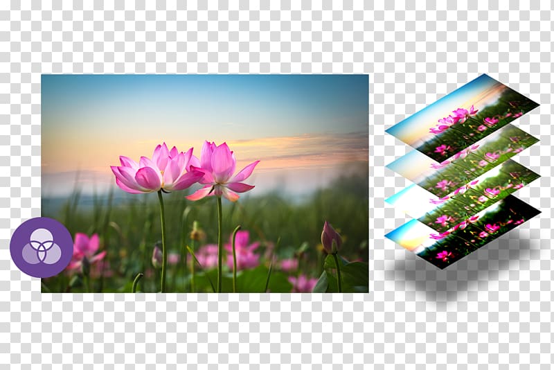 Desktop Display resolution High-definition television resolution 1080p, flower transparent background PNG clipart